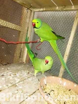 Indian ringneck